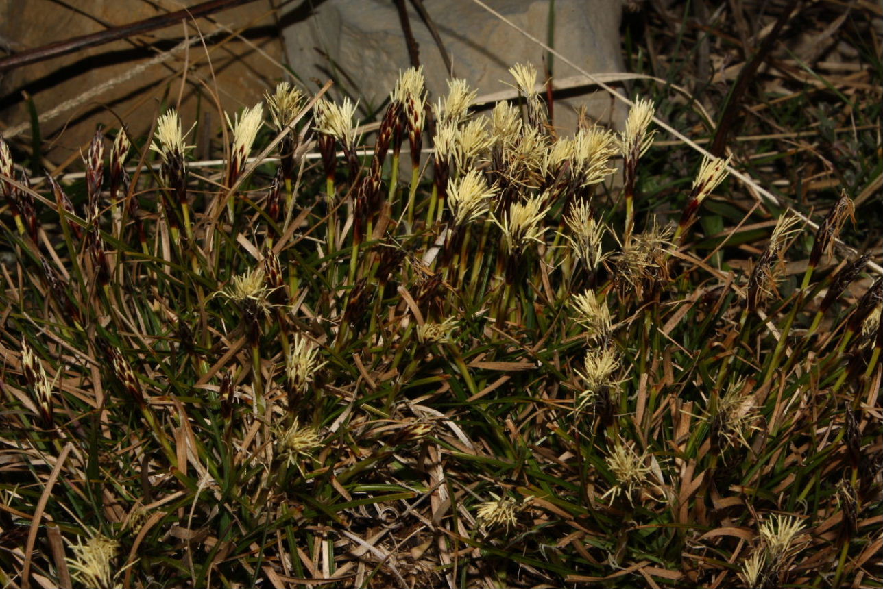 Carex humilis / Carice minore